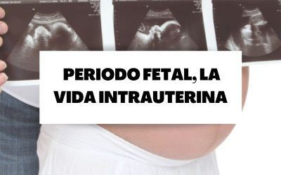 Periodo fetal, vida intrauterina