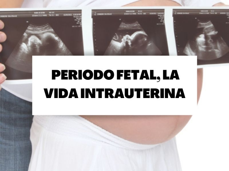 portada-vida-intrauterina